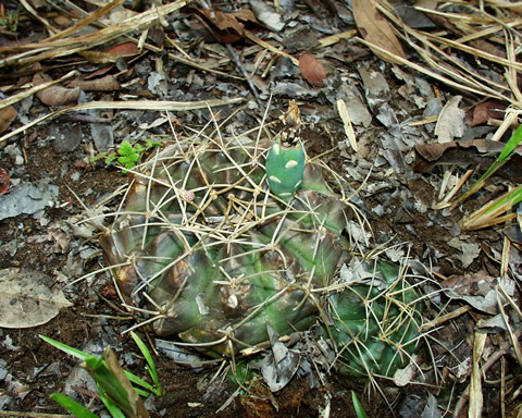 Gymnocalycium anisitsii ssp holdii VoS 34, Bolivia, Sta Cruz, El Tinto, 284 m, foto Volker Schädlich