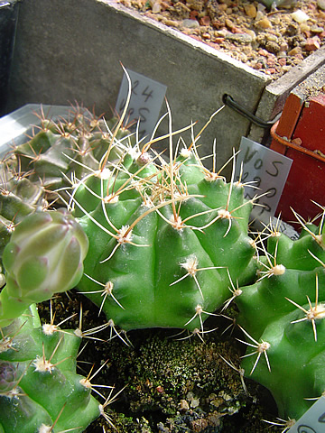 Gymnocalycium anisitsii VoS 290 Concepcion