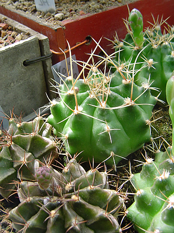 Gymnocalycium anisitsii VoS 290 se začátkem tvorby středních dlouhých papírovitých trnů