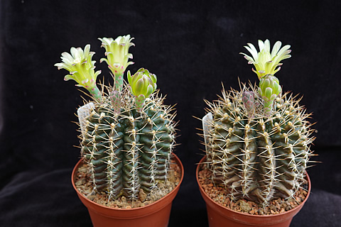 Gymnocalycium arzbergeri v květu