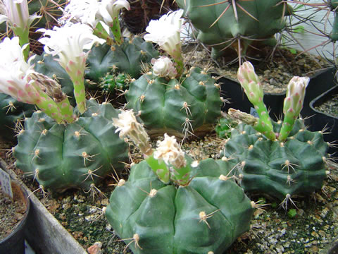 Gymn. damsii ssp. evae var. torulosum