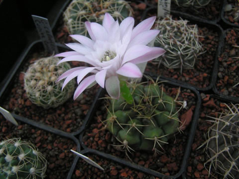 Gymn. damsii ssp. evae var. rotundulum, foto ing. Rudolf Frélich