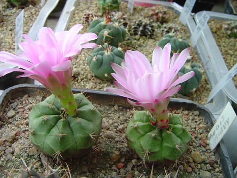 Gymnocalycium damsii boossii STO 1404