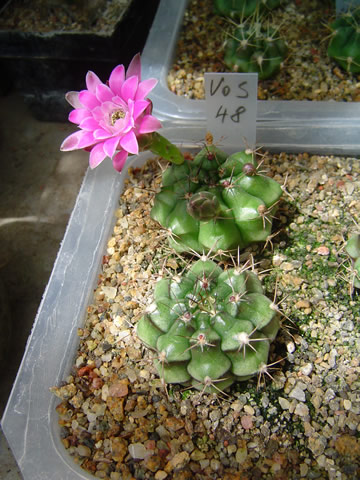 Gymnocalycium damsii evae rotundulum VoS 48, pastelově růžový květ, El Bajo