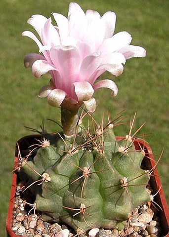 Gymnocalycium damsii FR 1179 Puerto Risso - Puerto Casado, foto Mieczyslaw Siwiec