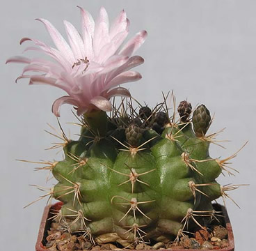 Gymnocalycium damsii FR 1179 Puerto Risso - Puerto Casado, foto Mieczyslaw Siwiec