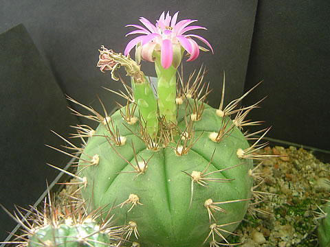 Gymnocalycium marekiorum - květ a nezralý plod
