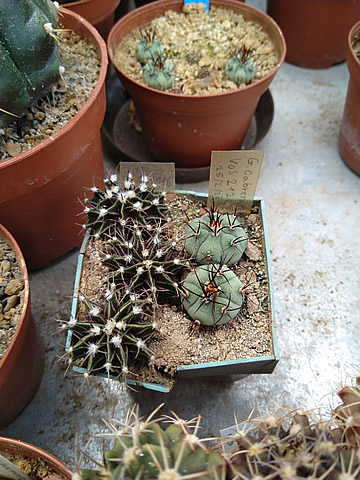 Gymnocalycium friedrichii tumaemulticostatum a Gymn cabreraense - urozená společnost