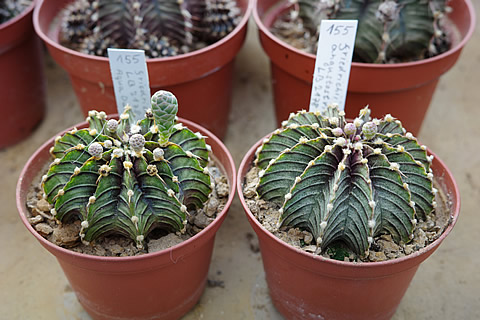 Gymnocalycium friedrichii angustostriatum LB 2178 foto MG