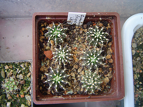 Gymnocalycium friedrichii angustostriatum LB 2178 dvoulet drobotina