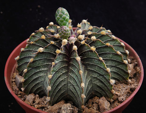 Gymnocalycium friedrichii angustostriatum LB 2178