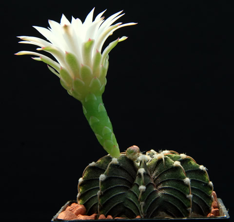 Gymnocalycium VoS 14, foto Volker Schädlich