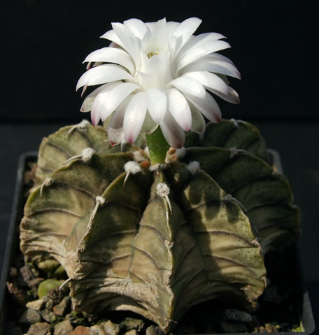 Gymnocalycium VoS 14, foto Volker Schädlich