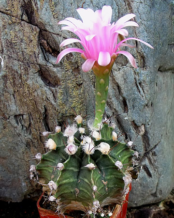 Gymn. friedrichii fleischerianum, foto ing Pavel Tma