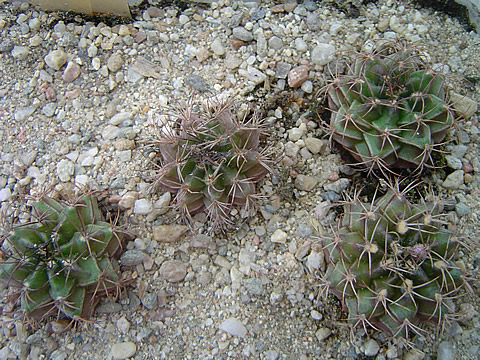 Gymnocalycium mendozaense VoS 606 Cerro Cabrera