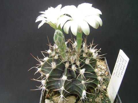 Gymnocalycium friedrichii ssp tumaemulticostatum v květu