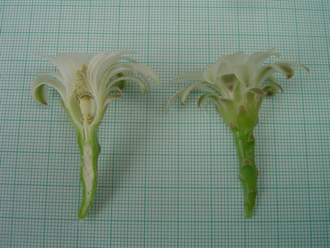 Gymnocalycium friedrichii ssp tumaemulticostatum řez květem flower section