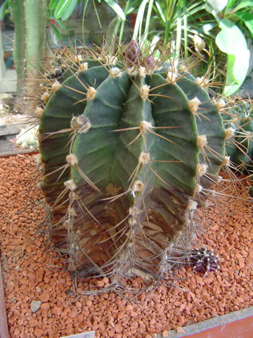 Gymnocalycium stenopleurum