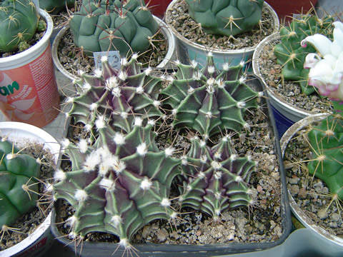 Gymnocalycium stenopleurum VoS 249