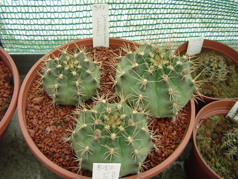 Gymnocalycium joossensianum???