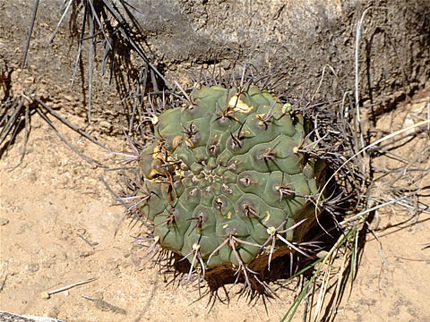 Gymn. schickendantzii Serrezuela-Castro Barros