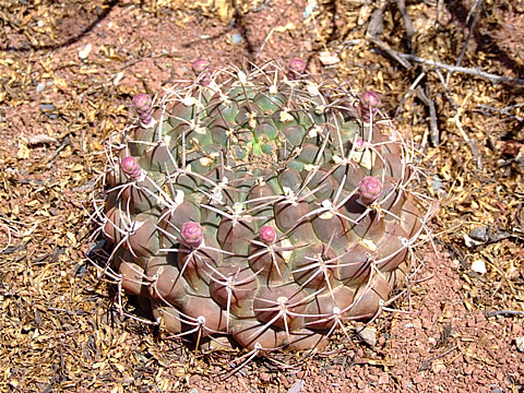 Gymn. schickendantzii var. delaetii, Quebrada del Rio las Con - foto Ch