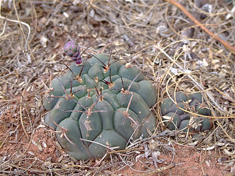 Gymn. schickendantzii var. delaetii fa. antherosacos Alemania - foto Ch