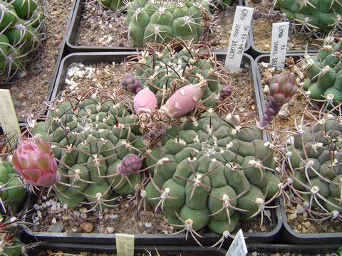 Gymn. schickendantzii var. delaetii