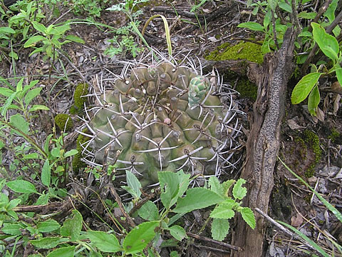Gymn. megatae RF 304 San Pedro - Villa Guasayan - foto Rudolf Frélich
