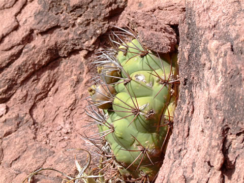 Gymn. pflanzii ssp. argentinense Alemania, foto Ch