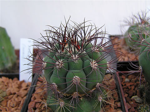 Gymn. pflanzii dorisiae STO 1004, foto Rudolf Frélich