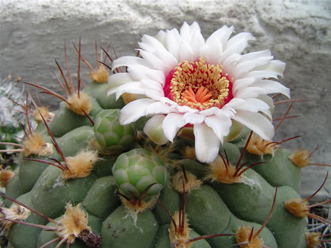 Gymnocalycium pflanzii BS