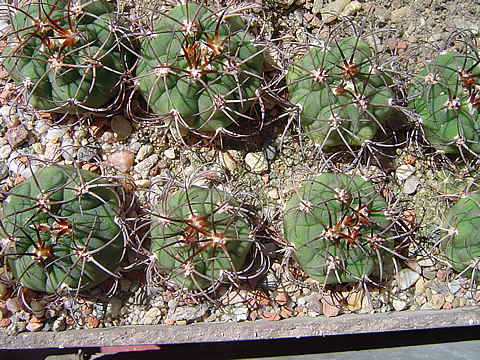 Gymnocalycium millaresii var. dorisiae VoS 11-1078 Turupicha, Chuquisaca, Bolívie, 2393 m