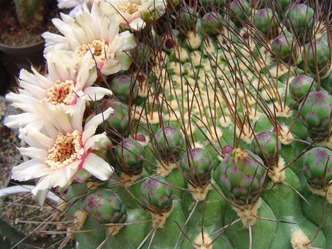 Gymnocalycium riograndense Cárdenas