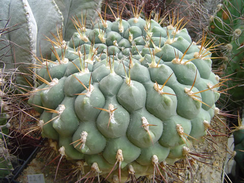 Gymnocalycium zegarrae