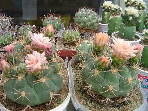 Gymnocalycium izozogsii