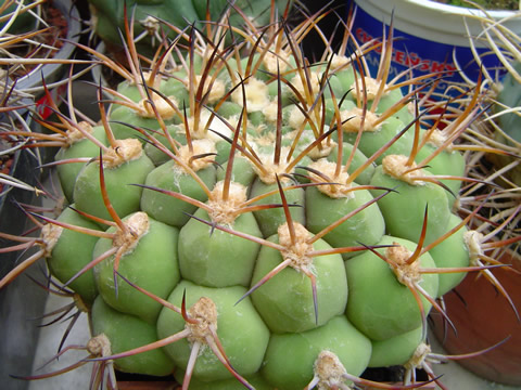 Gymnocalycium comarapense