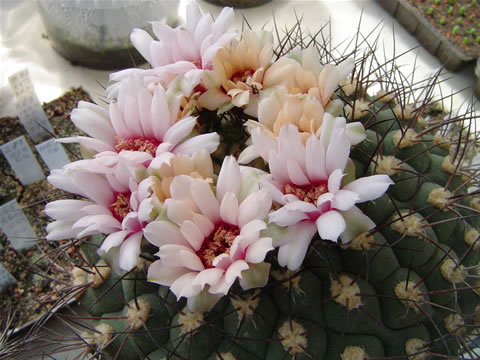 Gymnocalycium millaresii