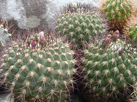 Gymnocalycium millaresii vyspělé kousky