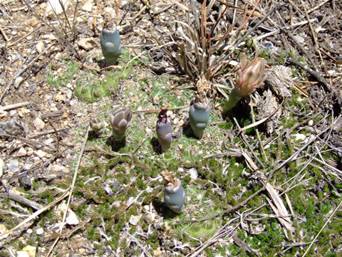 Gymn. calochlorum tanti