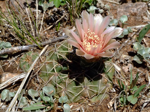 Gymn. sigelianum sierra de cordoba, foto Ch