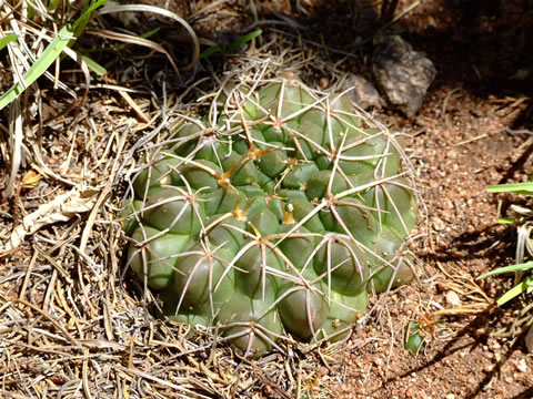 Gymn. sigelianum sierra de cordoba, foto Ch