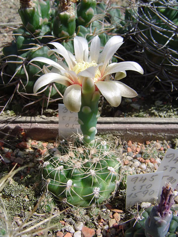 Gymnocalycium sigelianum STO 190 Tanti