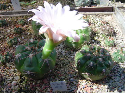 Gymnocalycium sutterianum Strigl