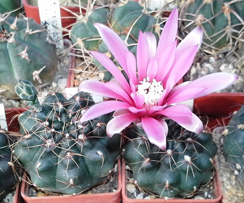 Gymnocalycium terweemeanum foto ing Pavel Tma