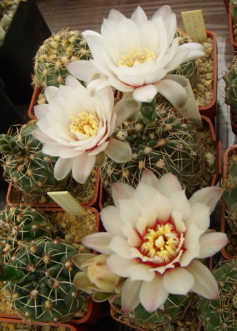 Gymnocalycium amerhauseri STO 229 Sierra Chica Pass, foto ing Pavel Tma