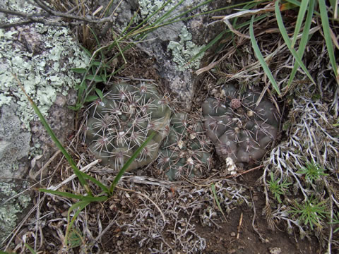 Gymnocalycium campestre Macha, 3 km Z