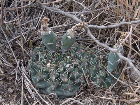 Gymnocalycium campestre, Dean Funes, 3 km VJV města