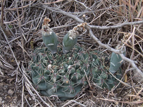 Gymnocalycium campestre, Dean Funes, 3 km VJV msta