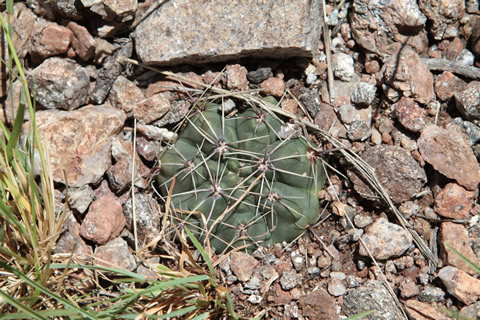 Gymnocalycium pinali Tom 878/1, foto ing. Tom Kulhnek